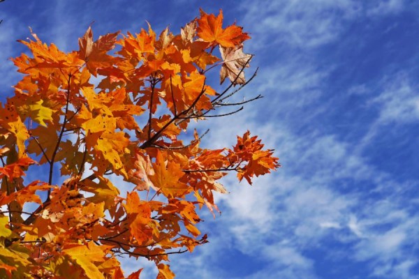 herbstliche blaetter unter blauem himmel - (c) r plock.jpg